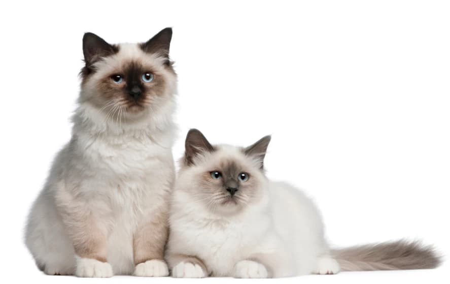 Koty ragdoll