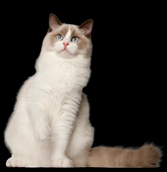 Kot ragdoll