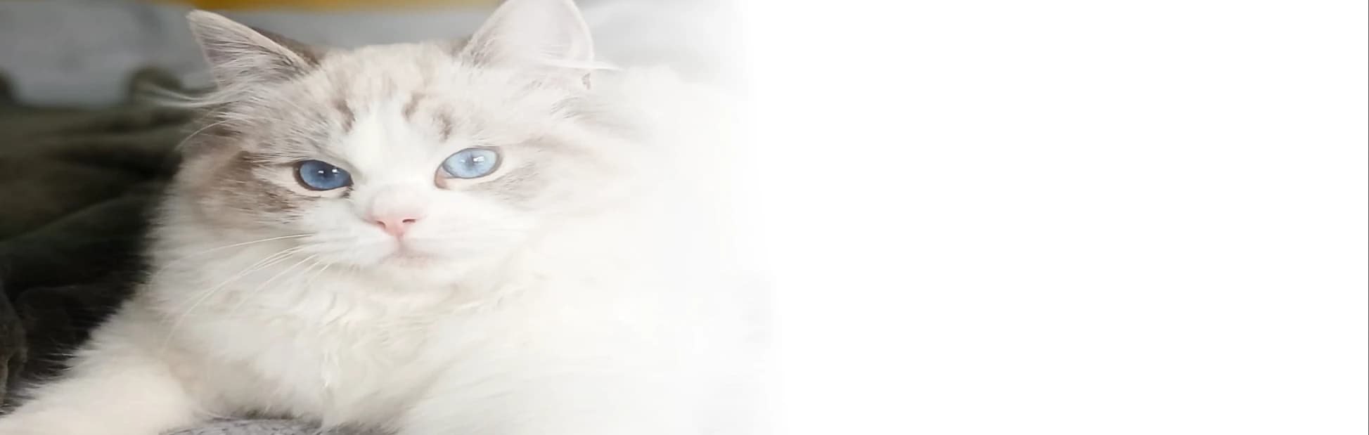 Kot do adopcji