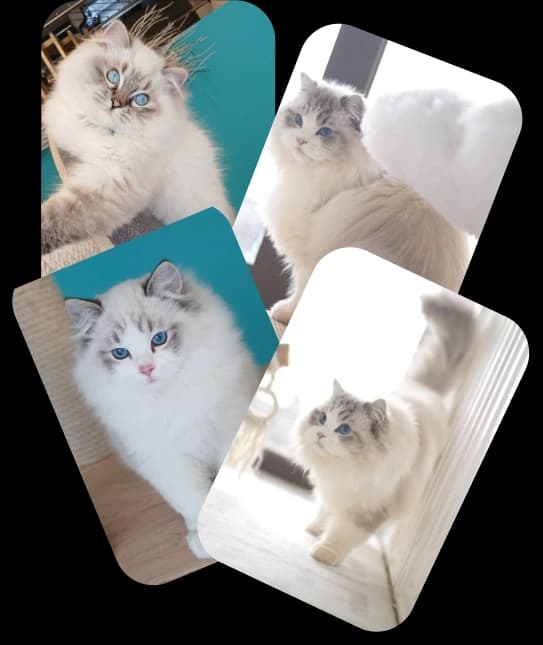 Koty Ragdoll