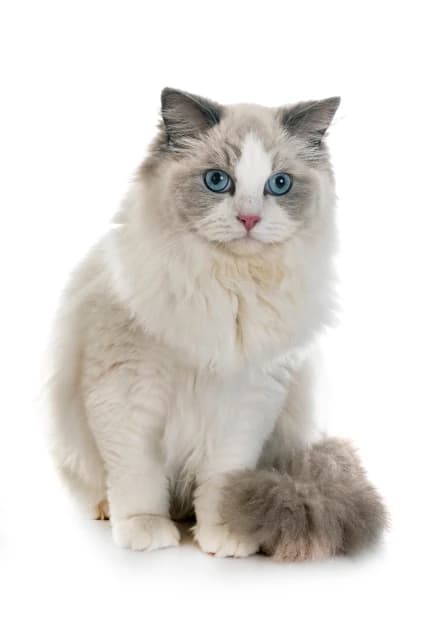 Kot rasy ragdoll