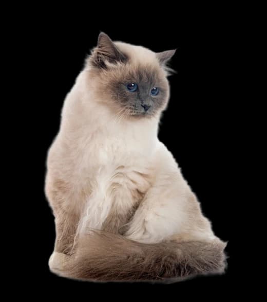 Kot ragdoll