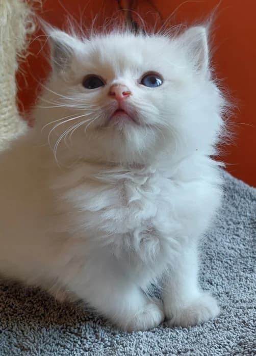 Kociak ragdoll