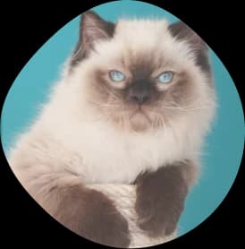 Reproduktor rasy ragdoll